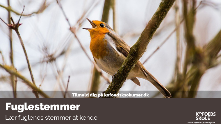 Fuglestemmer - rødkælk i træ