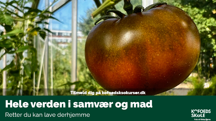 Hele verden i samvær og mad - tomat hænger i drivhus